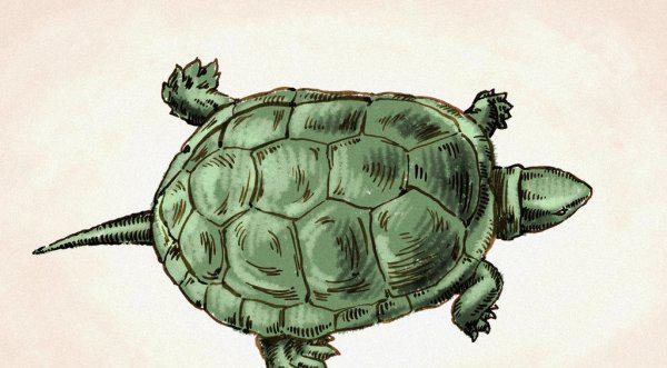 干养草龟变墨龟的技巧