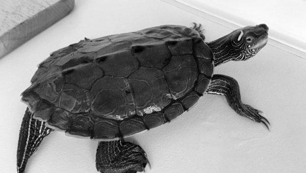 干养草龟变墨龟的技巧