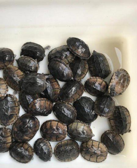 干养草龟变墨龟的技巧