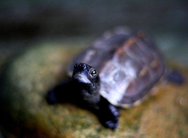 干养草龟变墨龟的技巧