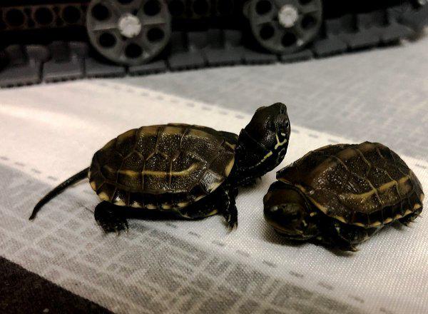 干养草龟变墨龟的技巧