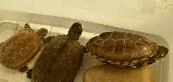 干养草龟变墨龟的技巧