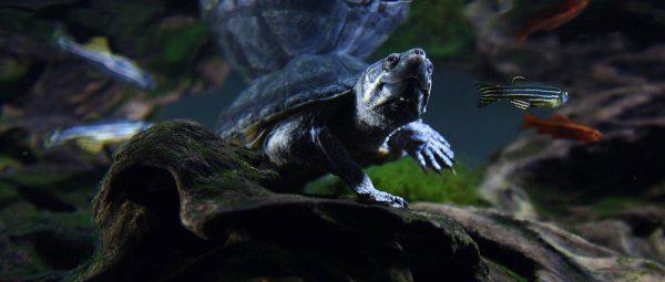 干养草龟变墨龟的技巧