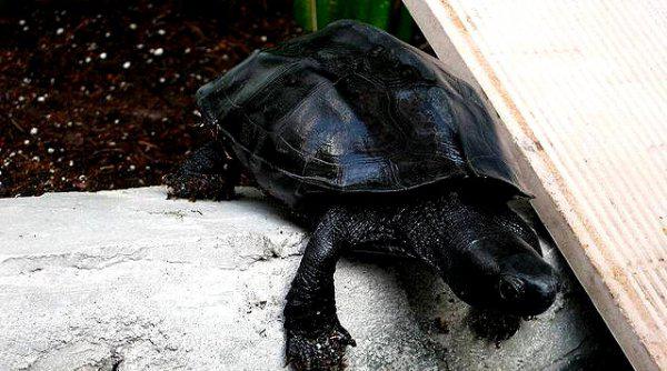 干养草龟变墨龟的技巧