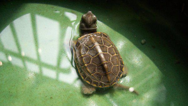 干养草龟变墨龟的技巧