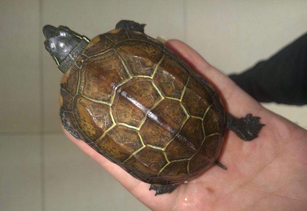 干养草龟变墨龟的技巧