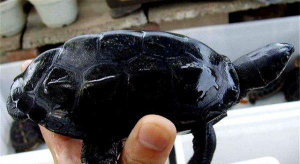 干养草龟变墨龟的技巧