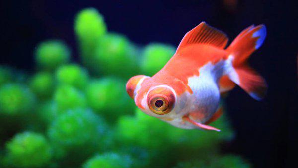 金鱼怎么喂食才合理