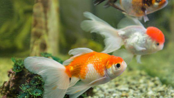 金鱼怎么喂食才合理