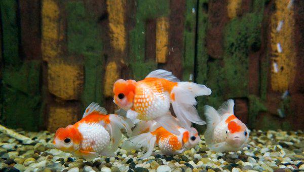 金鱼怎么喂食才合理