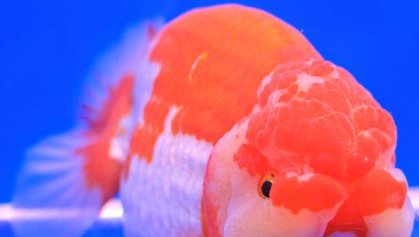 金鱼怎么喂食才合理