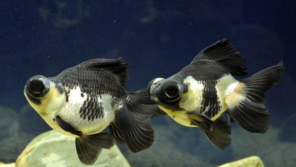 金鱼怎么喂食才合理