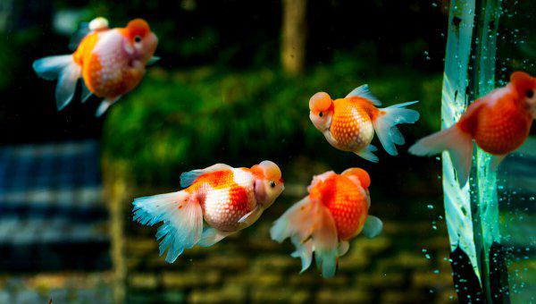 金鱼怎么喂食才合理