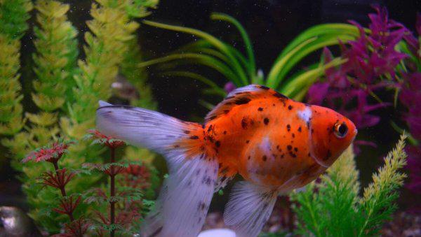 金鱼怎么喂食才合理