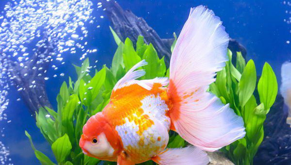 金鱼怎么喂食才合理