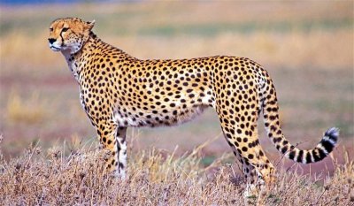 世界上速度最快的动物排行榜 跑得最快的动物前十名