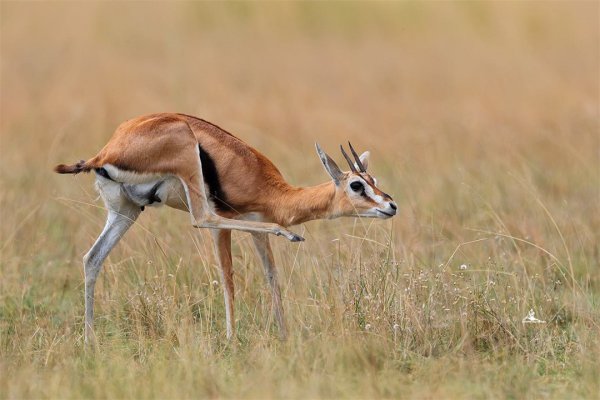 世界上速度最快的动物排行榜