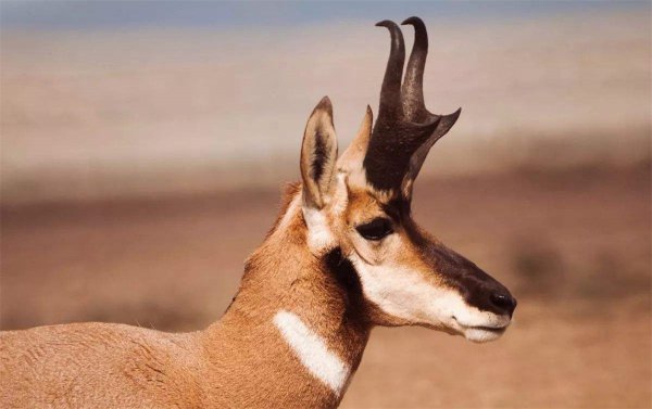 世界上速度最快的动物排行榜