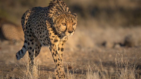 世界上速度最快的动物排行榜