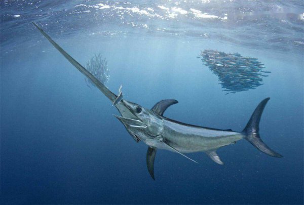 世界上速度最快的动物排行榜