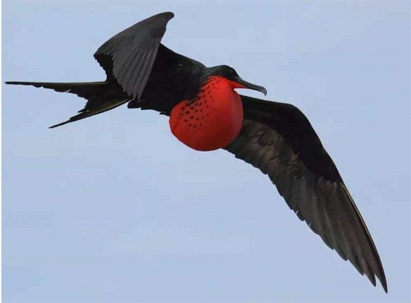 世界上速度最快的动物排行榜