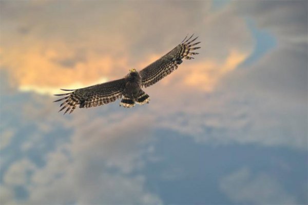 世界上速度最快的动物排行榜