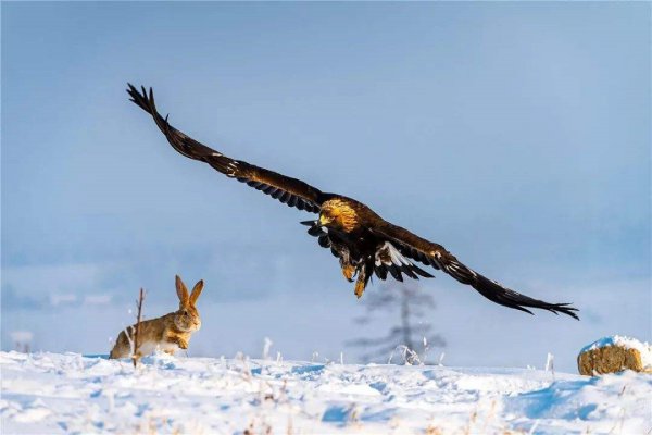 世界上速度最快的动物排行榜