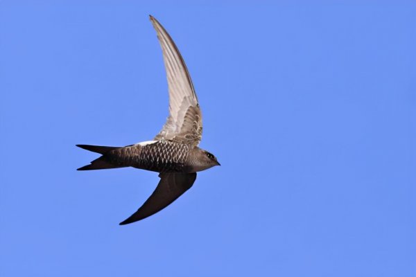 世界上速度最快的动物排行榜