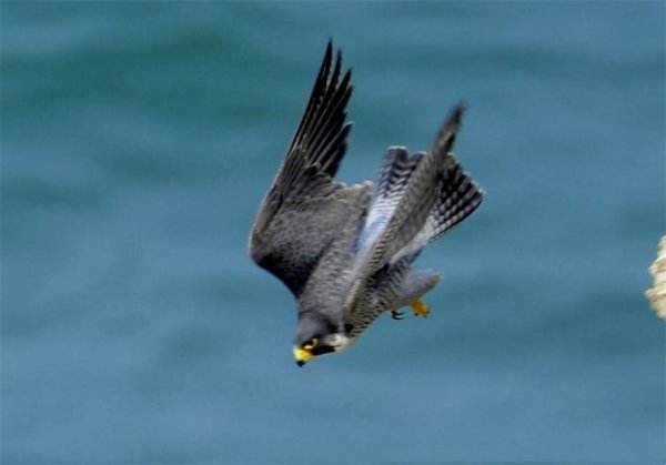 世界上速度最快的动物排行榜