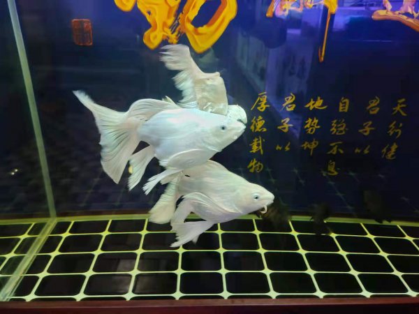 蝴蝶鲤鱼鳞变红渗血是什么病