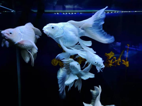 蝴蝶鲤鱼鳞变红渗血是什么病