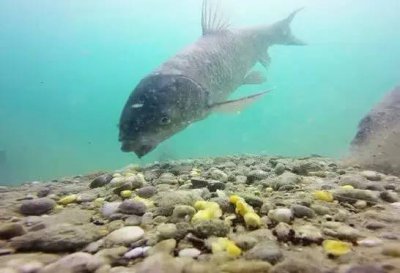 钓鱼钓浮调漂的正确方法 详细分享野钓怎样调漂最合适