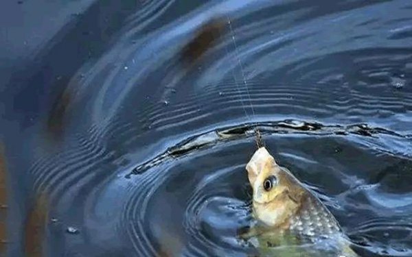 钓鱼钓浮调漂的正确方法