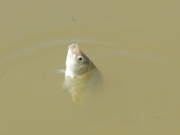 钓鱼钓浮调漂的正确方法