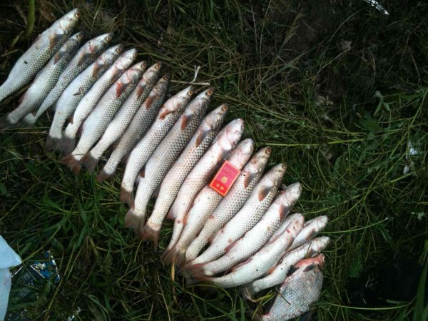 钓鱼钓浮调漂的正确方法