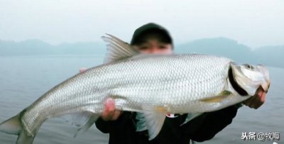 翘嘴一年能长多大 野生翘嘴一年能可以长到多大个