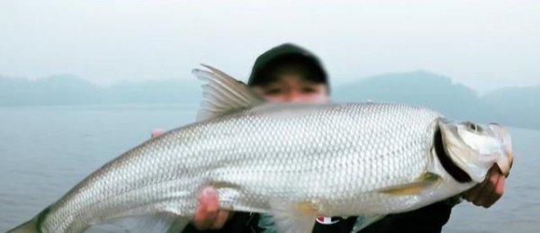 翘嘴一年能长多大