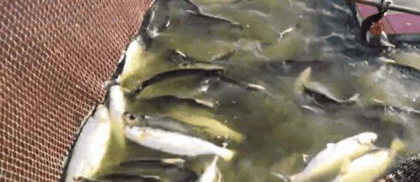 翘嘴一年能长多大