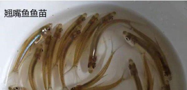 翘嘴一年能长多大