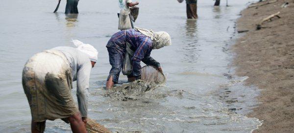 翘嘴一年能长多大