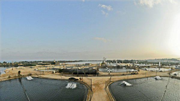 翘嘴一年能长多大