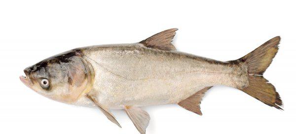 翘嘴一年能长多大