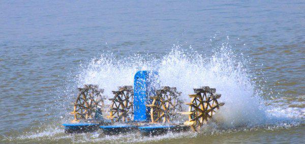 翘嘴一年能长多大