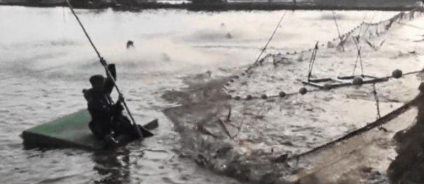 翘嘴一年能长多大