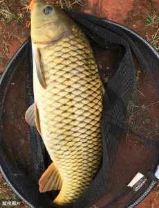 鲤鱼甩籽期间怎样钓技巧 甩籽期鲤鱼垂钓的最佳时间和方法