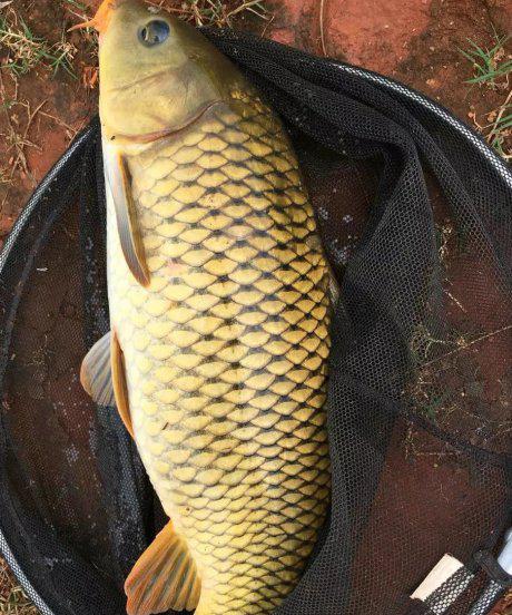 鲤鱼甩籽期间怎样钓技巧