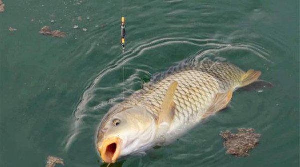 鲤鱼甩籽期间怎样钓技巧