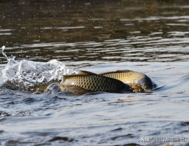鱼怎么受精繁殖下一代 鱼卵需要多长时间才能生出小鱼