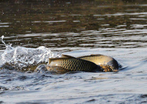 鱼怎么受精繁殖下一代