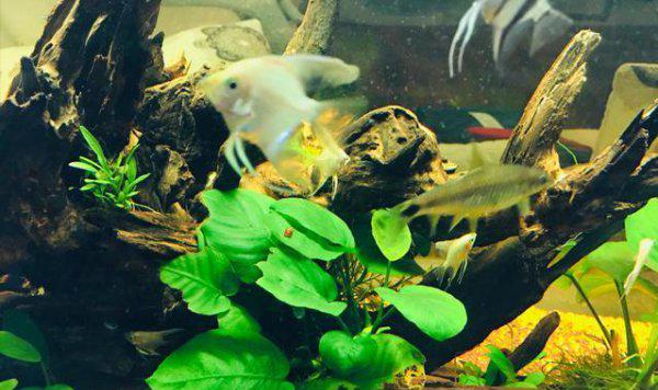 怎么判断鱼饿了